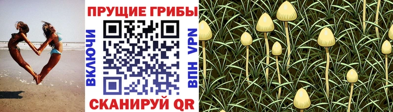 Псилоцибиновые грибы мухоморы  Жуков 